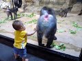 Baboon (Mandrill) vs. Toddler