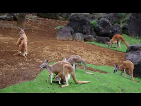 変な体勢で袋に入っている赤ちゃんアカカンガルー（Baby Red Kangaroo）