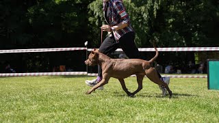Apbt Brave Fighters Obama. Pitbull Show Den Cup 2022
