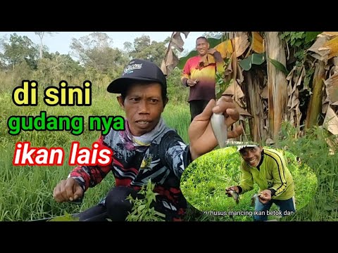 mancing ikan lais jebretttt