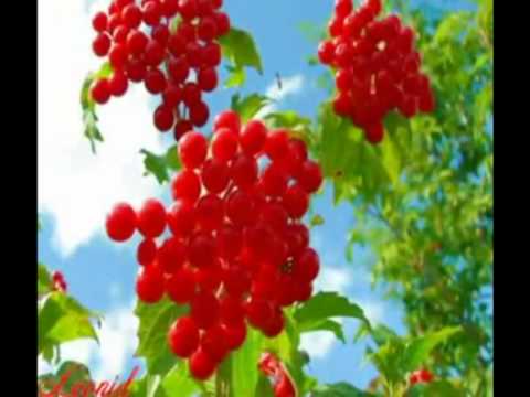 Скачать песни калина красная калина горькая