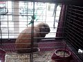 Holland Lop Rabbit