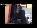 EXPOSIÇÃO ANIMAIS AFRICA SHOPING UNIÃO OSASCO JANEIRO 2018
