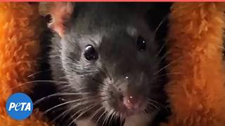 From Lab Rats to Lap Rats: See These Three Sisters' Journey
