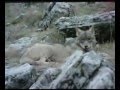 lobos cazando jabali
