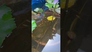 My Natural Fish Ponds With Guppies