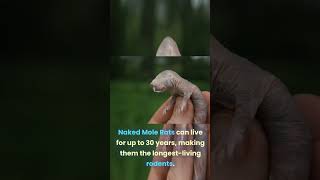Naked Mole Rat