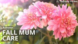 Autumn Chrysanthemum Care How To Buy, Care, Watering, After Flowering Balconia Garden