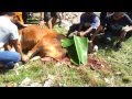 Majlis Ibadah Qurban Persatuan Latif Al Hajj 2012