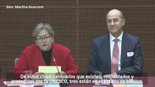 Ha Disminuido Más De 90% La Migración De La Mariposa Monarca A México