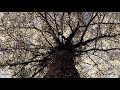 Watching video Haiku. Relax Music for Meditation, Sleep, Healing Therapy, Yoga
