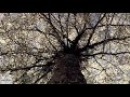 Watching video Haiku. Relax Music for Meditation, Sleep, Healing Therapy, Yoga