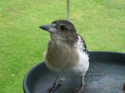 butcher bird singing 9gf