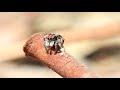 "Peacock spider"