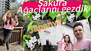 Japonya’da Sakuralar | Moğol arkadaşım Ari ile beraber  | cherry blossom