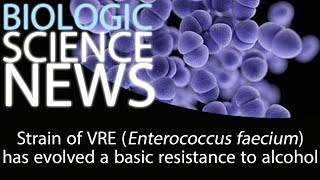 Science News - Strain of VRE (Enterococcus faecium) has evolved a basic resistance to alcohol