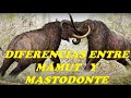 MAMUT Y MASTODONTE