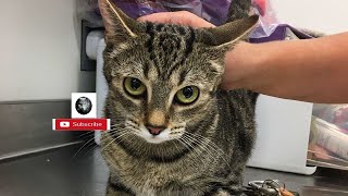 Funny Cats and Kittens Meowing Compilation | Funk
