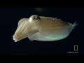bio luminescence