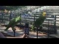 Two Parrots Singing "Old MacDonald Had A Farm."