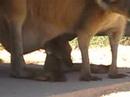 Roo & Joey