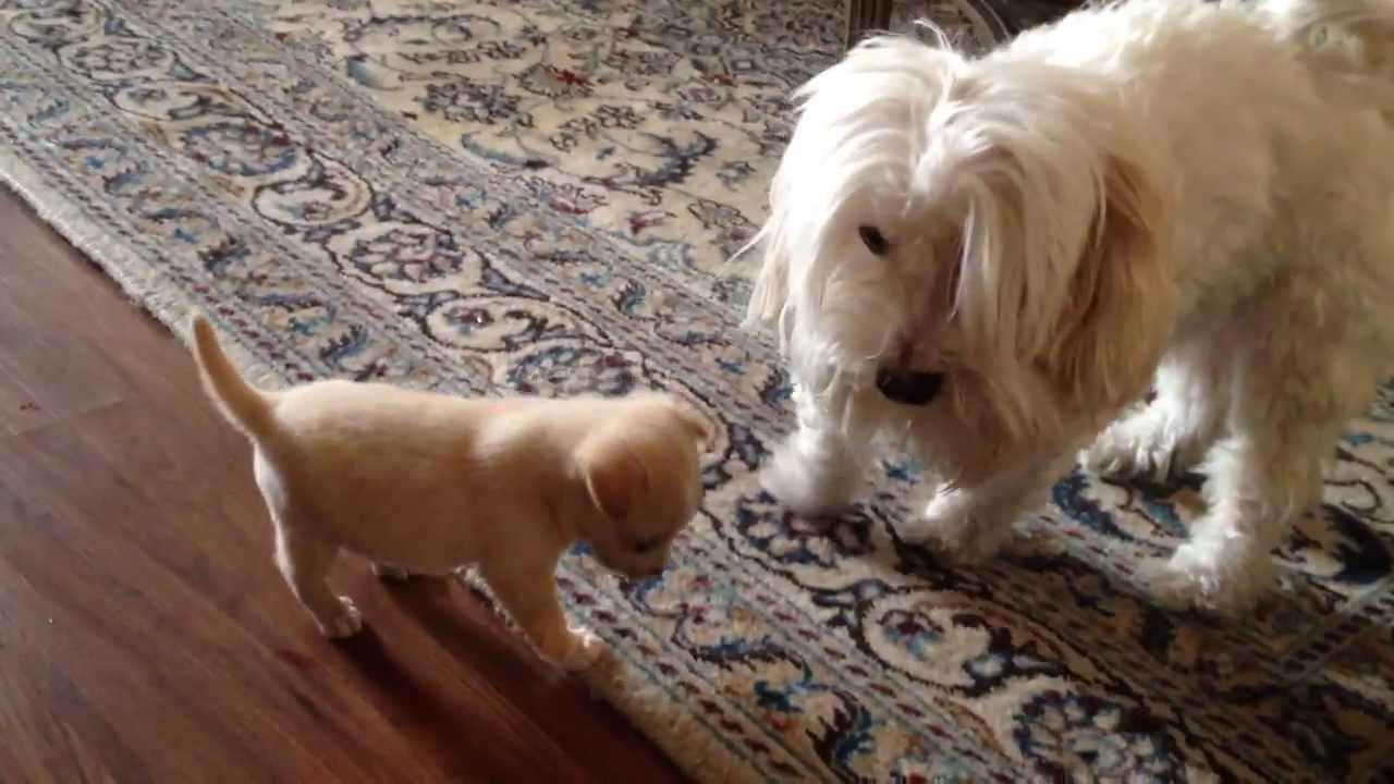 havanese and chihuahua mix havanese vs mix yorkie and chihuahua havanese and chihuahua mix havanese vs mix yorkie and chihuahua