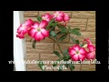 บ้านราคาถูก