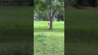 Donkey Braying