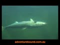 Adventure Bound - Port Augusta Kingfish