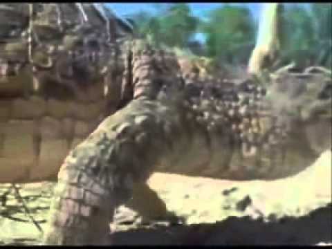 Youtube Interior Crocodile Alligator Ringtone