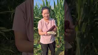 El Maíz De China Dulce Y Saludable