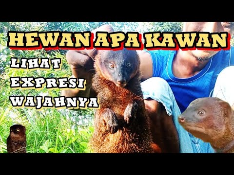 Lihat wajahnya ‼️#moongose #lasun #garanganjinak #lenggaran Lihat wajahnya ‼️#moongose #lasun #garanganjinak #lenggaran