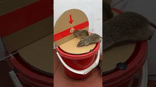 The Simplest Homemade Mouse Trap Idea Using A Plastic Bucket #Rattrap #Rat #Mousetrap #Shorts