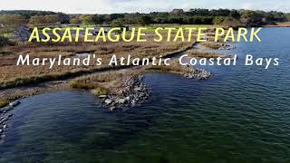 Oysters Settle on Assateague Restoration 2020
