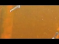 Larvae