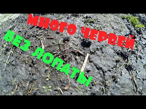 как накопать выползков для рыбалки как накопать выползков для рыбалки
