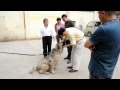 Ягодкиной в Китае.