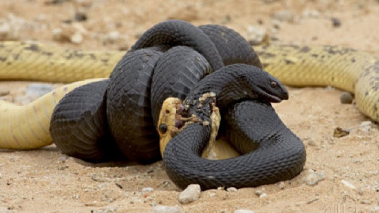 Black anaconda dick