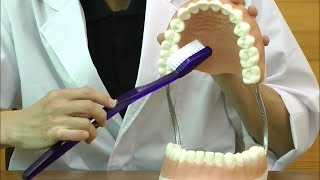 歯磨き指導用3倍大モデル：動画