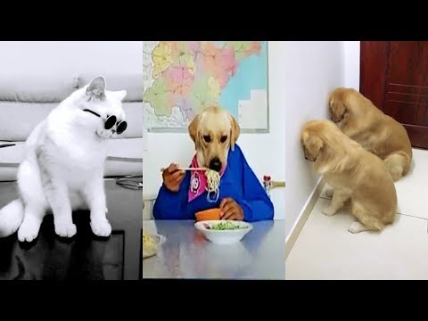 Thú Cưng Siêu Lầy Cân Cả Thế Giới | Tik Tok Boss