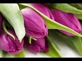 Gyönyörű tulipánok - Kellemes szaxofon zenével