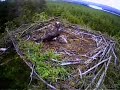 Joy as second osprey pair give birth to chick