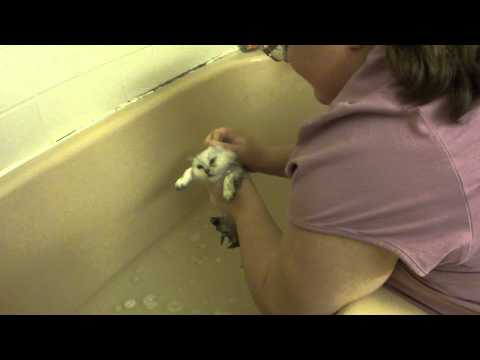 How to Wash a Persian Kitten - Daphnes Dolls Cattery