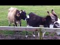 Cow Pleasures Donkey