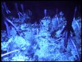 MENTHOL - KATHOYA