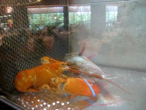 blue atlantic lobster