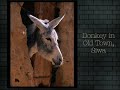 Pictures of Egypt - Original Rock Music by Anubis Spire