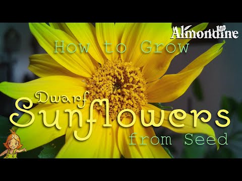Grow SUNFLOWERS from Seed | Almondine