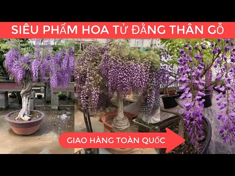 Cây Hoa Tử Đằng Thân Gỗ Nhật Bản | Giá Chỉ Từ 250k | Lh 0968750386.