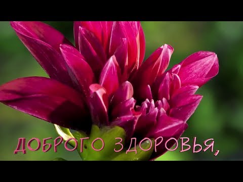 Видео поздравления с днём рождения для вайбера Видео поздравления с днём рождения для вайбера